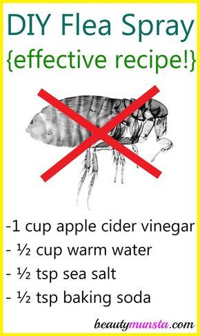 Make this homemade flea spray with vinegar and baking soda to kill fleas on your pets and in the house! Are your dogs infested with fleas? That sucks because these pesky critters can be a pain to get rid of! It’s like you have to constantly use an insecticide on your pets or around the … Diy Flea Spray, Snöflingor I Papper, Homemade Flea Spray, Flea Spray For Dogs, Dog Flea Remedies, Flea Remedies, Pet Remedies, Vinegar And Baking Soda, Flea Repellent