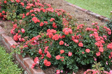 Coral Drift Rose Landscape, Coral Drift Rose, Coral Knockout Roses, Drift Roses Landscape Ideas, Outdoor Shrubs, Caring For Roses, Drift Roses, Garden Mum, Knockout Roses