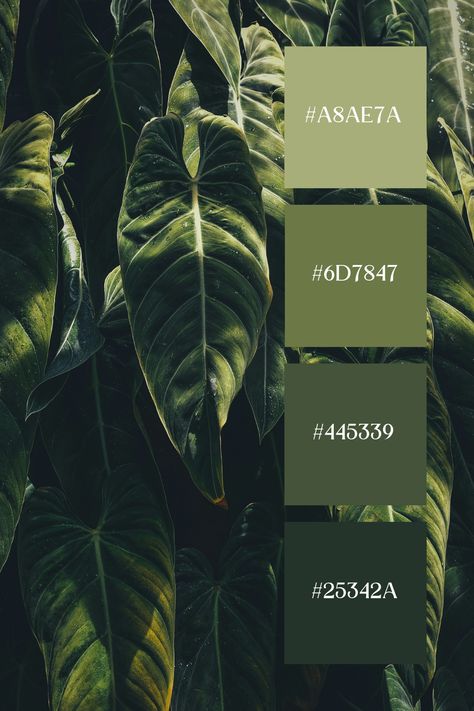 The Dark Green Color in this image captures a close-up of large, glossy tropical leaves. The dark and light greens blend together with natural gradients, highlighting the texture and details of the foliage. The rich greens evoke a sense of lush, tropical beauty. Emerald Branding Color Palette, Masculine Green Color Palette, Rich Color Pallete, Dark Tropical Color Palette, Tropical Forest Color Palette, Dark Green Color Palette, Green Swatches, Green Contrast Color, Color Scheme Generator