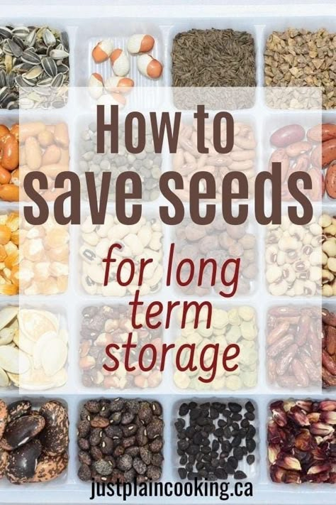 How To Keep Seeds For Next Year, How To Dry Seeds For Planting, What To Do With Apple Seeds, How To Store Seeds Long Term, How To Preserve Garden Vegetables, How To Save Seeds For Next Year, How To Dry Seeds For Next Year, Seed Storage Ideas Diy, How To Save Seeds From Vegetables