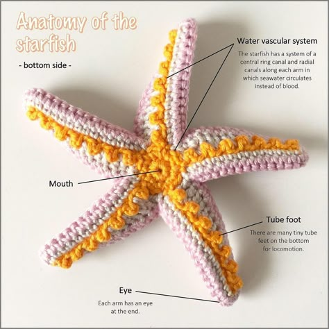 Free Starfish Crochet Pattern, Crocheted Starfish, Crochet Starfish Pattern, Crochet Star Fish Pattern Free, Starfish Crochet Pattern Free, Crochet Starfish Free Pattern, Starfish Crochet, Crochet Coral, Shell Crochet Pattern