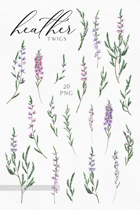 Excited to share this item from my #etsy shop: Watercolor heather pink flowers modern clipart  Heather clipart for rustic wedding invitations Boho clipart with forest  grass Thistle And Heather Tattoo, Heathers Flower, Heather Tattoo Flower, Heathers Tattoo, Heather Flower Tattoo, Heather Tattoo, Flor Tattoo, Scottish Flowers, Heather Flower