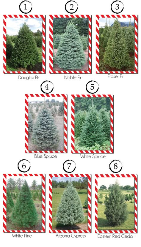 Christmas Tree Types, Tree Farm Ideas, Christmas Tree Varieties, Forest Christmas Tree, Hairstyle For Mens, Side Hairstyle, Christmas Tree Farms, Pompadour Men, Tree Types