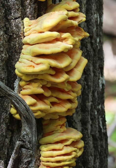 Chicken of the Woods: An Edible Mushroom that's Easy to Identify and Forage