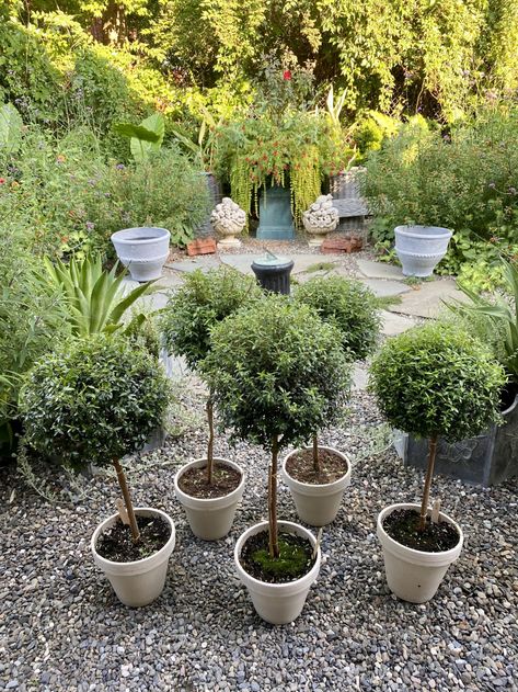 The Top Ten Topiary Tips You Need to Know– Frederic Magazine Eugenia Topiary, Coastal Deck, Indoor Topiary, Porch Topiary, Frederic Magazine, Beach House Deck, Live Topiary, Flower Topiary, Diy Topiary