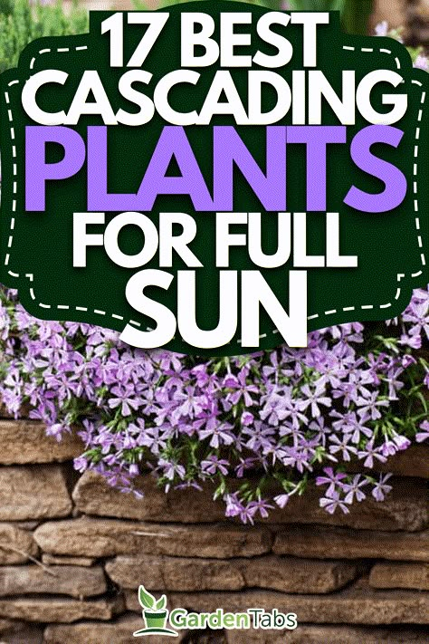 Full Sun Flowers For Pots, Flowers For Planters Full Sun, Spiller Plants For Containers, Best Hanging Plants Outdoor, Flower Pots Outdoor Full Sun, Full Sun Flower Pot Ideas, Potted Flowers For Patio, Full Sun Planters, Outdoor Flower Pot Ideas