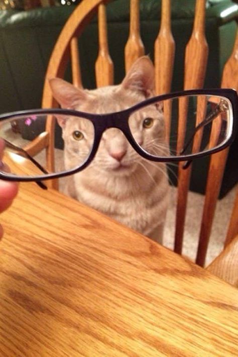 Cat Glasses, Silly Cats Pictures, Funny Animal Jokes, Silly Animals, Funny Cat Pictures, Funny Animal Memes, Funny Cute Cats, Animal Jokes, Silly Cats