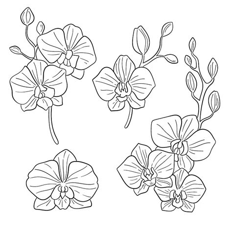 Free Vector | Hand drawn orchid outline illustration Japanese Orchid Drawing, Orchid Tattoo Stencil, Orchid Pattern Design, Orchid Flower Illustration, Orchid Illustration Drawing, Simple Orchid Drawing, How To Draw An Orchid, Orchid Line Art, How To Draw Orchids