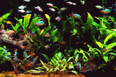 Community Fish Tank, Community Aquarium, Tropical Fish Aquarium, Community Tanks, Aquarium Ideas, African Cichlids, The Aquarium, Fish Tanks, Freshwater Aquarium