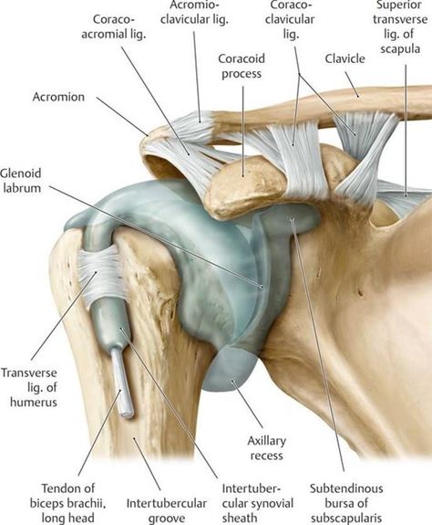 Upper Limb Anatomy, Punkty Spustowe, Joints Anatomy, Shoulder Anatomy, Human Muscle Anatomy, Anatomy Bones, Gross Anatomy, Basic Anatomy And Physiology, Yoga Anatomy