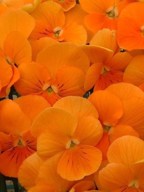 pinterest ☾ layneplanner Orange Pansies, Foto Macro, Orange Things, The Color Orange, Fleur Orange, Jaune Orange, Orange Walls, Natural Dyeing, Orange You Glad