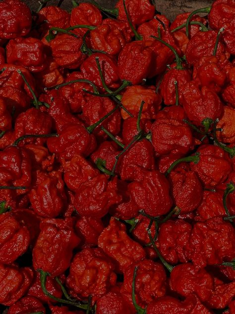 Introduction: 🔥🌶️ Prepare for an explosive culinary battle as we dive into the scorching world of superhot chilies, pitting the renowned Ghost Pepper against the fiery Carolina Reaper. These two chili varieties have gained legendary status for their intense heat and are not for the faint of heart. In this article, we’ll explore the origins, […] The post Ghost Pepper vs. Carolina Reaper: A Fiery Showdown appeared first on Masala Monk. Asian Marinade, Carolina Reaper Pepper, Types Of Peppers, Ghost Pepper, Carolina Reaper, Ghost Peppers, Spicy Snacks, Curry Dishes, Hottest Chili Pepper