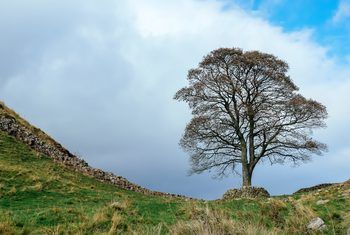 Sycamore Tattoo, Sycamore Tree Tattoo, Sycamore Tree Meaning, American Sycamore Tree, Underneath The Sycamore Tree, Tree Meanings, Sycamore Trees, London Plane Tree, Plane Tree