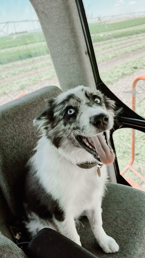 Western Dogs, Ranch Dogs, Country Dogs, Cowboy Camp, Aussie Cattle Dog, Aesthetic Organizer, Farm Pets, Recipe For Happiness, Country Animals