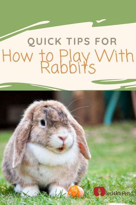 Rabbit Tips, Bunny Tips, Diy Bunny Toys, Mini Lop Bunnies, Rabbit Information, Lop Bunnies, Funny Bunny Videos, Rabbit Behavior, Outdoor Rabbit