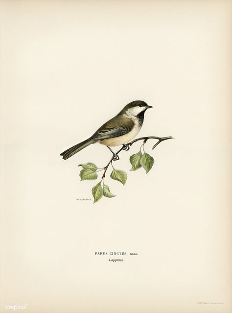 Lappmes (Parus cinctus) illustrated by the von Wright brothers. Digitally enhanced from our own 1929 folio version of Svenska Fåglar Efter Naturen Och Pa Sten Ritade. Vintage Bird Illustration, Free Illustration Images, Wright Brothers, Bird Book, Vintage Bird, Botanical Drawings, Bird Illustration, Vintage Birds, Birds Painting