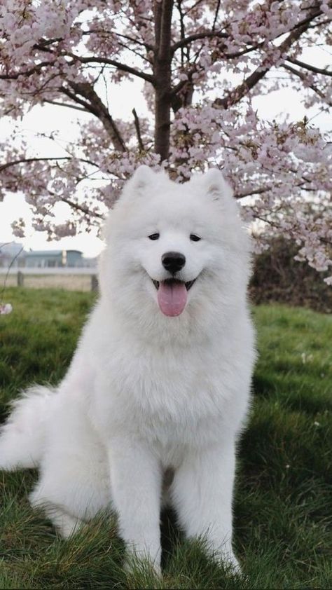 Samoyed Puppy, Samoyed Dogs, Cute Animals Puppies, Very Cute Dogs, Train Your Dog, Pretty Dogs, Fluffy Dogs, Pretty Animals, Cute Animals Images