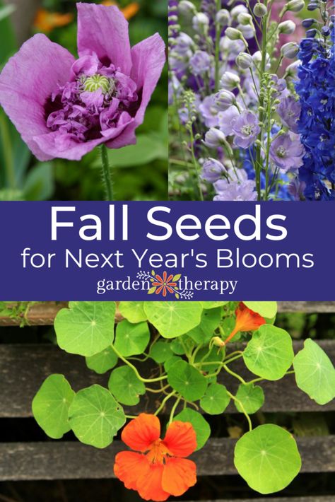 Fall Planting Perennials, Planting Bulbs In Spring, Fall Flowers Garden, Seeds Planting, Beautiful Paper Flowers, Beautiful Environment, Fall Planting, Garden Therapy, Seed Starter