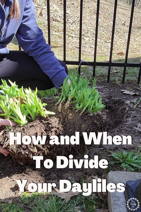 Split Your Lilies In Spring The Easy Way - The Daily DIY How To Divide Plants, How To Care For Daylilies, Splitting Day Lillies, Transplanting Day Lilies, Dividing Day Lilies, Planting Daylilies, Landscaping With Daylilies, Day Lilies Landscaping, Daylily Landscaping