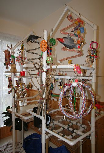 DIY Playgyms - Page 2 - Talk Cockatiels Forums Bird Room Ideas, Bird Play Gym, Parrot Play Stand, Diy Parrot Toys, Diy Parrot, Cockatiel Toys, Bird Diy, Bird Room, Diy Bird Toys