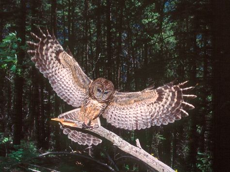 EnvironMENTALists in Government Plan to Save the Spotted Owl by ...