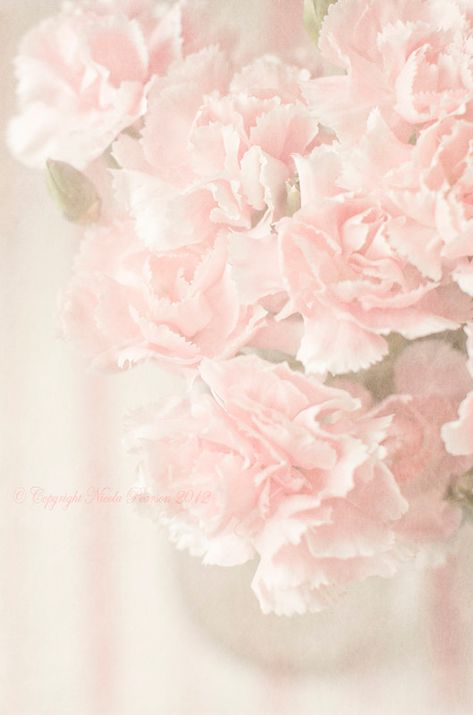 Pale Pink Aesthetic, Tom Pastel, Pink Carnations, Aesthetic Flower, Pink Ballerina, Pretty Pastel, Color Rosa, Shades Of Pink, Pink Aesthetic