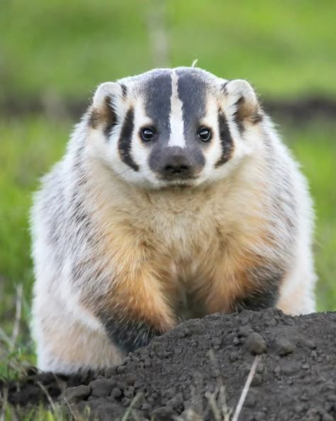 Eric Austin Yee on Instagram: "Sometimes American badgers look cute like this, sometimes they look like they want to kill you. #nature #wildlife #taxideataxus #taxidea #mustelidae #californiawildlife #wildlifephotography #carnivore #naturephotography #northerncalifornia #americanbadger #americanbadgers #cuteanimals #unique #weird #predator #predators #mustelid #mustelids #badger #badgers #cute #animals #animal #badgersofinstagram" Otter Reference, I Am The Rich Man, Badger Tattoo, Environmental Biology, American Badger, Animals Of North America, Weird Looking Animals, References Animals, Honey Badgers