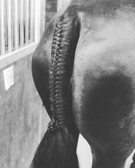 #hunter #hunterbraid #tailbraid #horse #braidinghorses #howtobraid #pinwheel #pinwheelbraid Horse Tail Braid, Hunter Horse, Tail Braids, Equestrian Aesthetic, Horse Tail, Equestrian, Braids, Horses, Leather