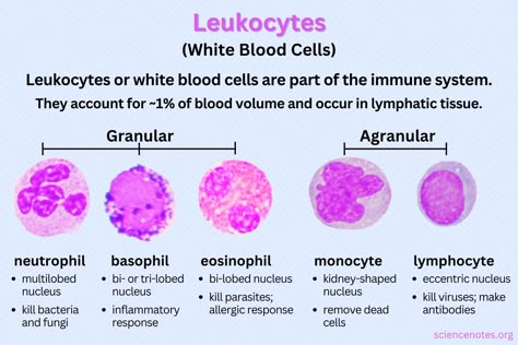 Learn about leukocytes or white blood cells. Discover the five main types and learn about their functions in the immune system. Xray Anatomy, Paramedic Study, Types Of Blood Cells, What Is Intelligence, Veterinary Anatomy, Cell Diagram, Bio Notes, T Cells, Learn Biology