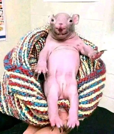 Mole Rat, Funny Animal Pictures, Reaction Pics, Mole, Funny Animal, Rats, Funny Images, Animal Pictures