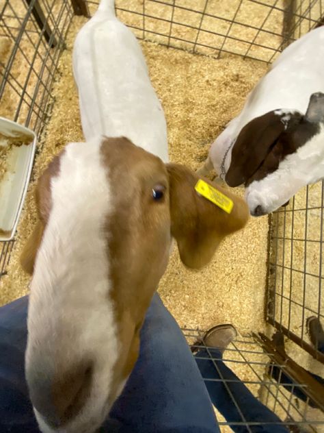 4h Goats, Goat Showing, Show Sheep, Livestock Showing, Vibe Board, Show Animals, Show Goats, Livestock Show, Goats Funny