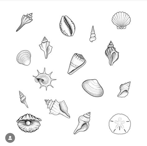 $60 sea shells by @hitzink ! Book online! Link in bio to heiless booking! Small Sea Inspired Tattoos, Wave And Shell Tattoo, Shells Tattoo Ideas, Cone Shell Tattoo, Nautalis Shell Tattoo, Beach Ocean Tattoo, Sea Shells Tattoo Ideas, Small Sea Tattoo, Tiny Shell Tattoo