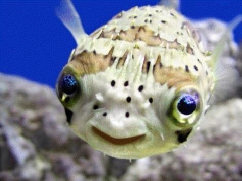 Funny looking fish Smiling Animals, Fauna Marina, Salt Water Fish, Dangerous Animals, Puffer Fish, Cute Fish, Ocean Creatures, Ocean Animals, Happy Animals