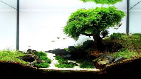 Aquascaping Elements: Planted Aquarium Substrate • AquascapingLove.com Modern Aquarium, Aquascape Design, Aquarium Landscape, Nature Aquarium, Aquascape Aquarium, Aquarium Ornaments, Saltwater Tank, Aquarium Design, Saltwater Aquarium