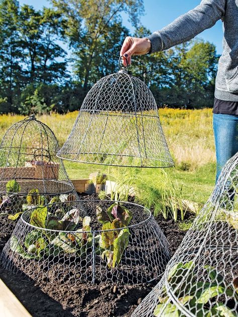 Chicken Wire Cloche, Wire Cloche, Garden Cloche, Garden Solutions, Veg Garden, Have Inspiration, Vegetable Garden Design, Chicken Wire, Food Garden