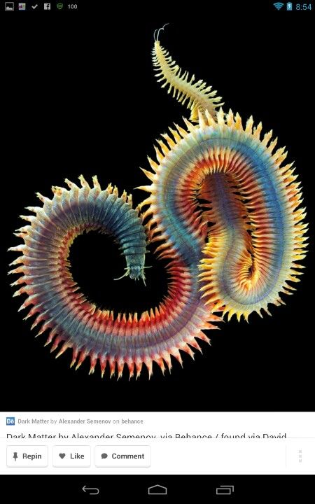 CENTipede = ONE HUNDRED legs.  Gross. Annelid, Weird Sea Creatures, Foto Macro, Creature Marine, Arctic Sea, Deep Sea Creatures, Water Creatures, Under The Water, Beautiful Sea Creatures