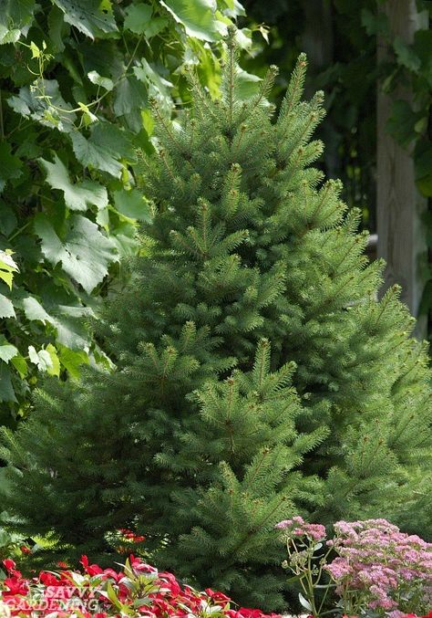 Small-statured evergreen trees: 15 choices #trees #gardening #smallyards Evergreen Trees Landscaping, Evergreen Landscape, Conifers Garden, White Spruce, Evergreen Garden, Garden Shrubs, Evergreen Trees, Evergreen Shrubs, House Landscape