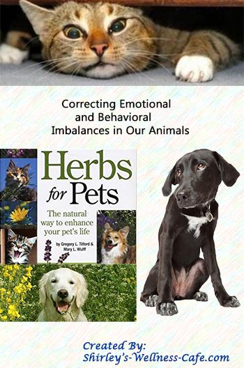 Add Natural Remedies, Natural Animals, Natural Medicine Recipes, Holistic Healing Natural Treatments, Natural Add Remedies, Paw Wax, Pet Remedies, Medicine Recipes, Flower Remedies