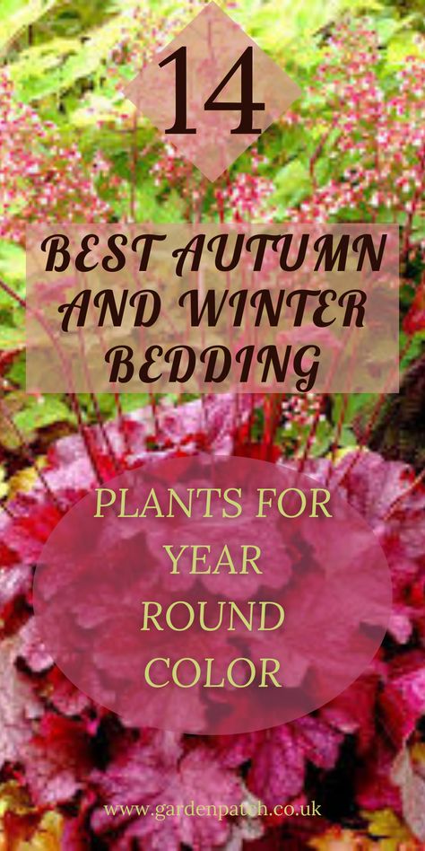 Cold-season plants can fill the gaps in your flower beds between established plants. They can also replace spent summer-flowering annuals. Read on to discover 14 bedding plants that you can enjoy in autumn and winter, together with planting tips for the best results. #wintergarden #autumn Autumn Garden Ideas Uk, Fall Winter Flower Beds, All Season Flower Bed, Winter Flower Beds, Fall Flower Bed, Winter Potted Plants, Autumn Garden Ideas, Winter Gardening Ideas, Autumn Bedding