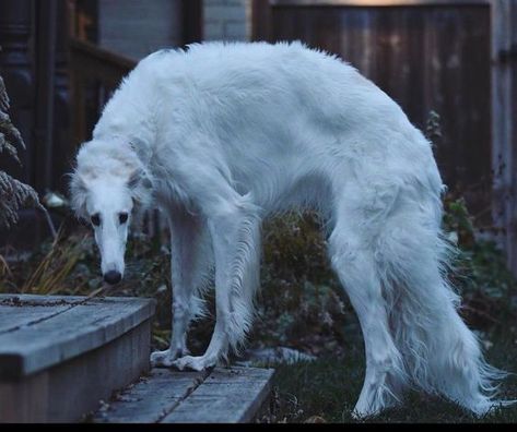 Borzoi Dog, Pretty Dogs, Animal Reference, Pretty Animals, Animal References, Silly Animals, Arte Fantasy, Animal Photo, Cute Little Animals