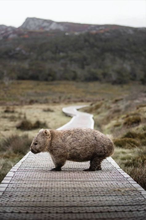 Nature Wallpapers Aesthetic, Aesthetic Wildlife, Cute Wombat, Tasmania Road Trip, Tasmania Travel, Prefab Modular Homes, Tattoo Nature, Animals Tattoo, Nature Wallpapers