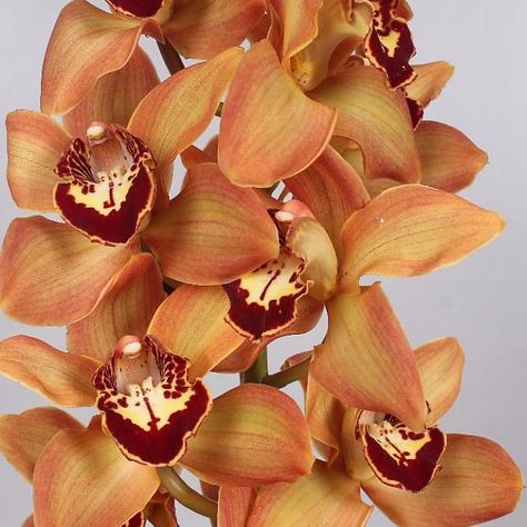 Cymbidium Orchid Charly Brown are perfect for wedding flower arrangements! They create a natural and delicate look! Also great for decorating! Head over to www.trianglenursery.co.uk for more information! Great wholesale prices! Charly Brown, Orchid Drawing, Tropical Orchid, Flower Arrangements Wedding, October Flowers, Accent Flowers, Cymbidium Orchid, Small Yellow Flowers, September Flowers