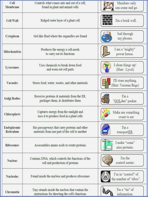 Cell And Organelles, Animal Cell Parts And Functions, Cells And Organelles, Cell Organelle Project Ideas, Cell Function And Structure, Cell Organelles Diagram, Cell Organelles Notes, Cell Organelles Functions, Cell Structure And Function Notes