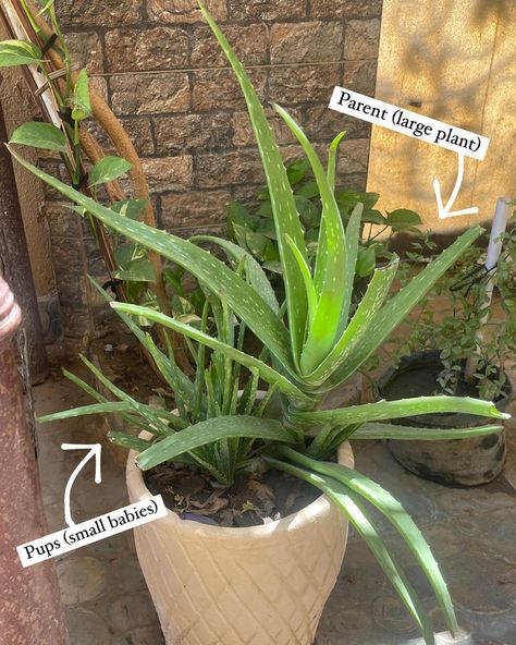 Aloe (counted 11 of them). All grew within 1 and a half year from one 1️⃣☝️ aloe I had. That one aloe had grown “pups” (which are small “babies” grown next to the large “parent” plant). These pups I then separated into independent pots. Then these pups themselves grew and made own “babies” which I then separated again and so on. ♻️ And aloe on photos also have a lot of babies growing! Aloe grows very fast (if you move it to the appropriate-for-it size pot. Loves bright location, preferably... Plants Growing, Aloe Plant, Aloe Vera Plant, Small Baby, Large Plants, Move It, Baby Grows, One 1, Parenting