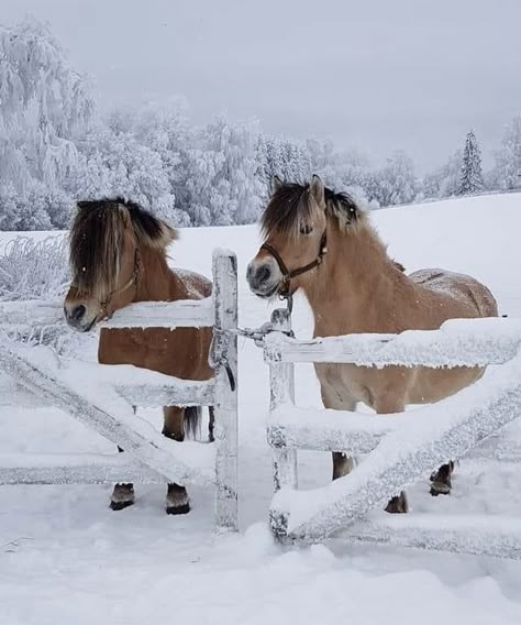 Horses In Snow, Horsey Life, Fjord Horse, Winter Horse, Equestrian Aesthetic, Horse Inspiration, Horse Aesthetic, Christmas Gifts For Boyfriend, Equestrian Life