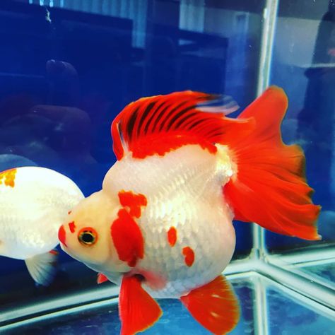 "When we are honest with ourselves we can achieve health and happiness and live harmony." - Conrad Spence #ryukin #fancygoldfish #goldfish #rickyranchu Fish Painting Ideas, Ryukin Goldfish, Goldfish Types, Fancy Fish, Fancy Goldfish, Health And Happiness, Fish Painting, Sealife, Tropical Fish