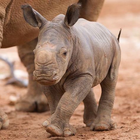 Baby Black Rhino calf walking with mom Save The Rhino, Baby Rhino, Wild Baby, Animal Babies, Baby Animals Pictures, Rhinos, Baby Animals Funny, African Animals, Endangered Species