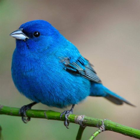 Bird Reference Photos, Birds Wallpaper Hd, Bunting Bird, Indigo Bunting, Blue Bunting, Bird Reference, Painted Bunting, Bird Photos, Birds And Butterflies