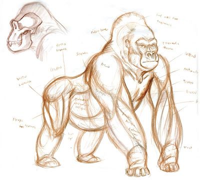 Animal Art and Demos: DEMOS Gorilla Anatomy, Gorilla Drawing, Anatomy Drawing Tutorial, Sketches Anatomy, Animals Sketches, Comics Sketch, Animal Painter, Gorilla Gorilla, Gorillas Art