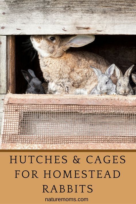 Their cage or hutch will be the place for your rabbit’s food, water, and sleep. If it’s outdoors, it will also provide protection and shelter. Bunny Breeding, Cages For Rabbits, Homestead Rabbits, Rabbit Cages Outdoor, Rabbit Houses, Rabbit Hutch Plans, Raising Rabbits For Meat, Diy Rabbit Hutch, Animal Farming